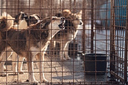 Информация по осуществлению деятельности по обращению  с животными без владельцев на территории Усть-Кутского района