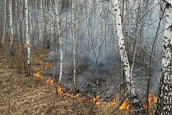 Высокий класс пожарной опасности лесов сохраняется в Иркутской области