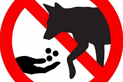 НЕ ПРИКАРМЛИВАЙТЕ БЕЗДОМНЫХ СОБАК — ЭТО ОПАСНО ДЛЯ ЖИЗНИ