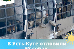 В Усть-Куте отловили 58 собак без владельцев
