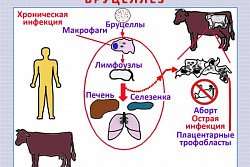 Бруцеллез животных(памятка населению)