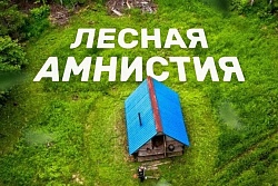 Приангарье вошло в ТОП-5 регионов по числу обращений граждан в рамках «лесной амнистии»