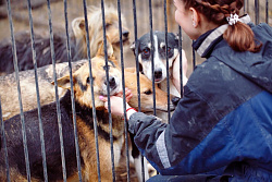  Объявлен  конкурс по предоставлению грантов на создание приютов для животных