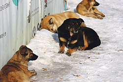 С 20 по 25 ноября в Усть-Кутском районе отловили 47 бездомных собак