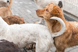 30 мая в Усть-Кутском районе пройдёт отлов собак без владельцев
