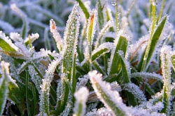 В ближайшее время в Усть-Кутском районе ожидаются заморозки