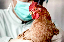 Памятка населению по недопущению заноса и распространения вируса высокопатогенного гриппа птиц в популяции домашних птиц