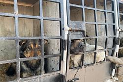 В Усть-Куте отловили 37 собак без владельцев