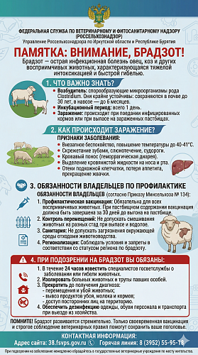 Брадзот овец